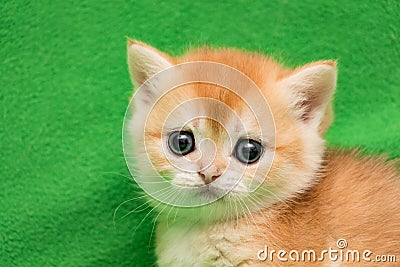 Muzzle British kitten in one month, cat coloring Golden chinchilla Stock Photo