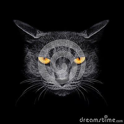 Muzzle a cat on a black background. Stock Photo