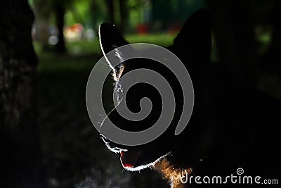 Muzzle of a Dog German Shepherd. Silhouette and dark arround Stock Photo