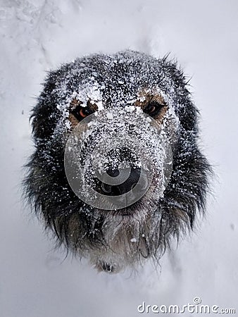 Muzzle dogs in the snow close-up in winter. Stock Photo