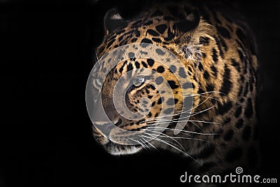 Muzzle of a Far Eastern leopard in profile in the dark, isolated Stock Photo