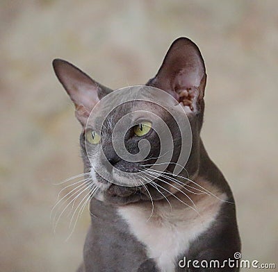 Muzzle gray cat breed Peterbald Stock Photo