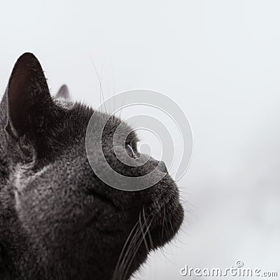 Muzzle of a gray short-haired British cat Stock Photo