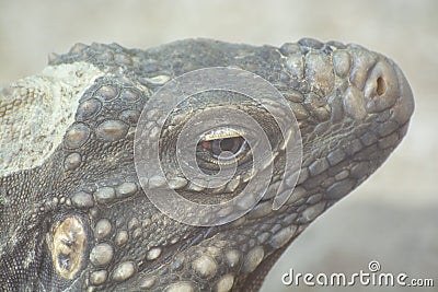 Muzzle green iguana close-up Stock Photo