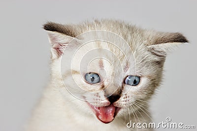 Muzzle kitten that meows Stock Photo