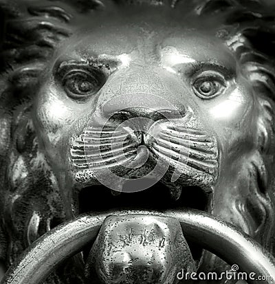 Muzzle lion Stock Photo