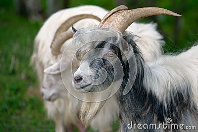 Muzzle motley goat Stock Photo