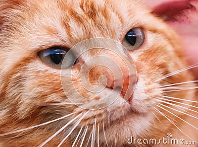 And cats are sometimes sad. Stock Photo