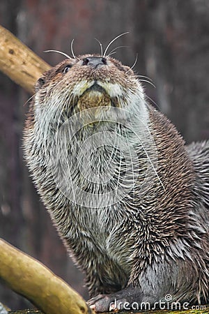 Muzzle of a river animal is an otter full face., A furry predatory animal Stock Photo