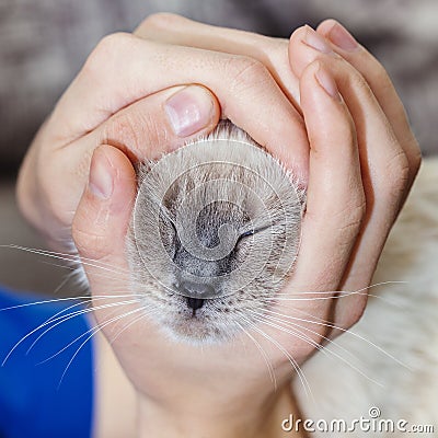 Muzzle small bright kitten in human palms. Stock Photo