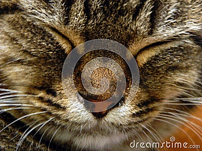 Muzzle of a striped sleeping cat close-up Stock Photo