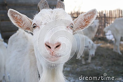 The muzzle white goat with horns Stock Photo