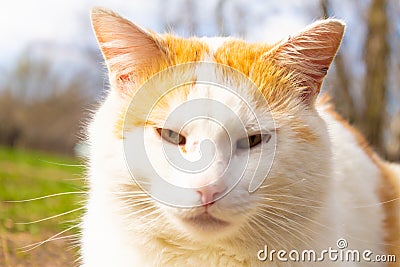 The muzzle of a white-red domestic cat. The cat is looking at the camera. Yellow-green blurred background with circles. Close-up Stock Photo