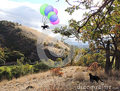 My adventuresome black and white cat taking a whimsical trip with colorful balloons Stock Photo