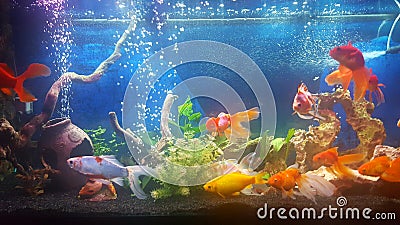 My aquarium with vail teil goldfishes Stock Photo