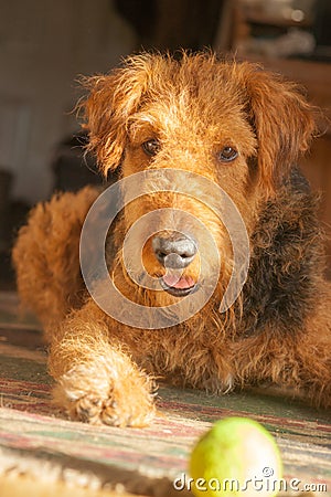 My Ball - Airedale Looking Cute Stock Photo