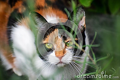 A young tortoiseshell calico cat hiding in undergrowth Stock Photo