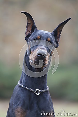 My best friend Doberman Stock Photo