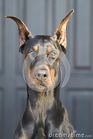 My best friend Doberman Stock Photo