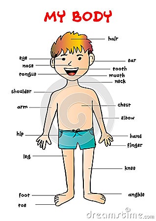 My body`, educational info graphic chart for kids Vector Illustration