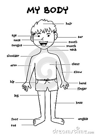 My body`, educational info graphic chart for kids Stock Photo