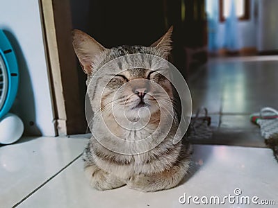 My cat name is thuthuk cat java Stock Photo