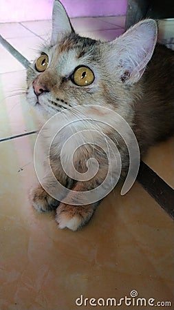 cat eat food fish hungry glared Stock Photo