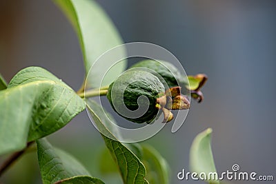 My childhood favorite, Smilax is next to the house! Stock Photo