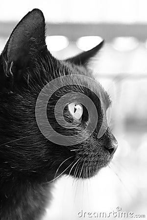 My cute cat looking at something. Stock Photo