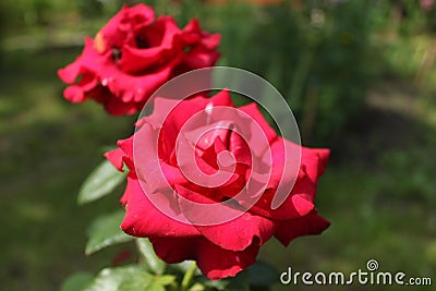 My dear rose... Stock Photo