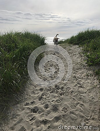 My dog bubba first trip to ocean Stock Photo