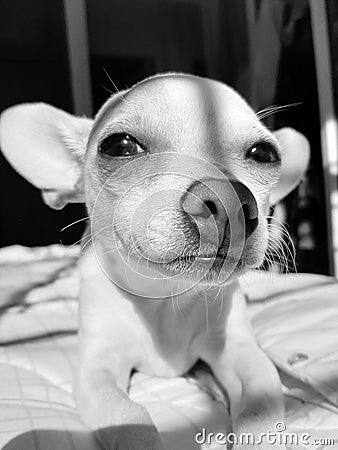 My dog Chihuahua cute. Stock Photo