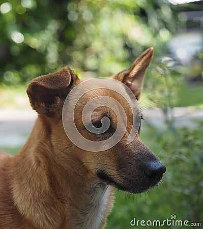 My dog lovery Stock Photo