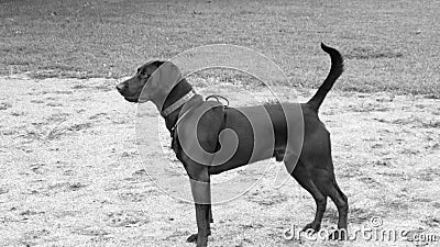 My dog odin standing in a feild Stock Photo