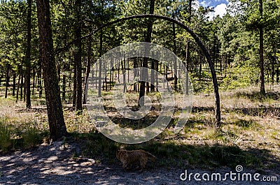 A golden Australian Terrier walks along a path and is framed by a curved Ponderosa Pine in a park in temperate desert forest Stock Photo