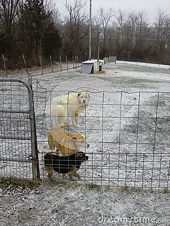 My 3 dogs Charlie, Samson, & Nossy pooh , there the best dogs anyone could ask for I just Love my Animals so mush Stock Photo