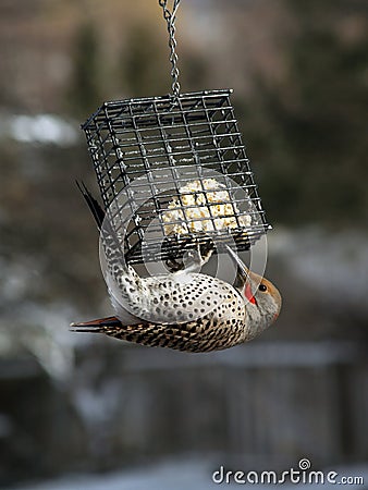 My Favorite Flicker Stock Photo