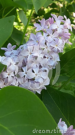 My Favorite Flower Stock Photo