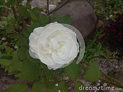 my favorite flower with white color Stock Photo