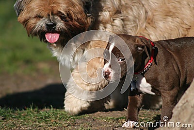 My first day at Dog Park Stock Photo