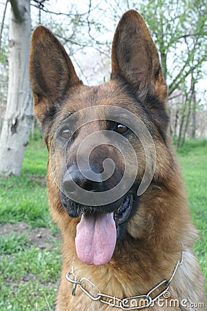 Portrait of a dog ll Stock Photo