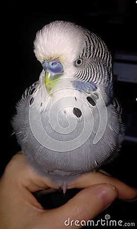 My gorgeous bird Stock Photo