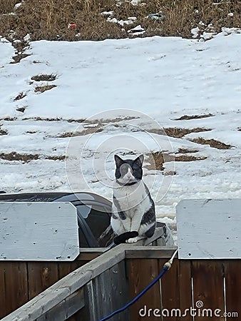 My guard Cat on parole Stock Photo