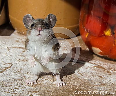 My hands are dirty. A flour encrusted wild house mouse caught among food containers in a kitchen cabinet. Stock Photo