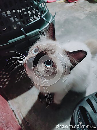 My Yuki-kun the cat. Stock Photo