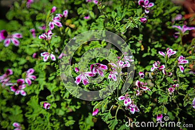 My little pelargonium angel Stock Photo