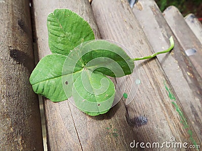 My lucky charm four leaves clover on wood Stock Photo