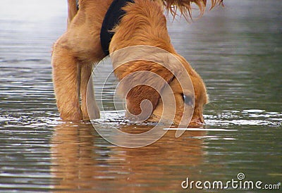 Water loving puppy Stock Photo