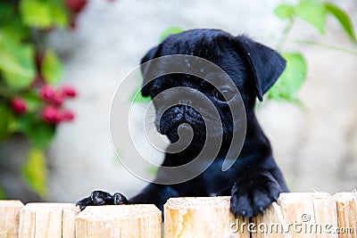 My Puppy Marley Stock Photo