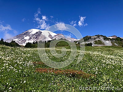 My Rainier with flowers Stock Photo